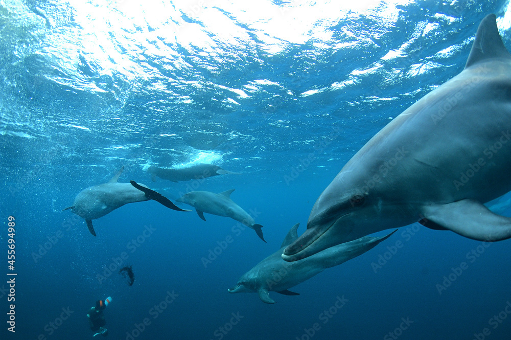 Obraz premium シュノーケリングでミナミハンドウイルカと泳ぐことのできる御蔵島