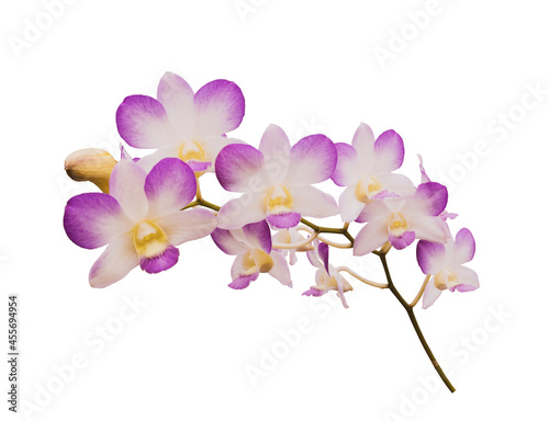 Pink orchid on a white background