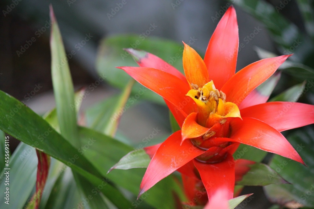 red and yellow bromeliad flower