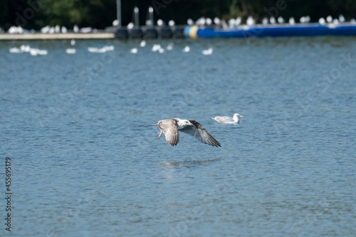 seagulls on the water