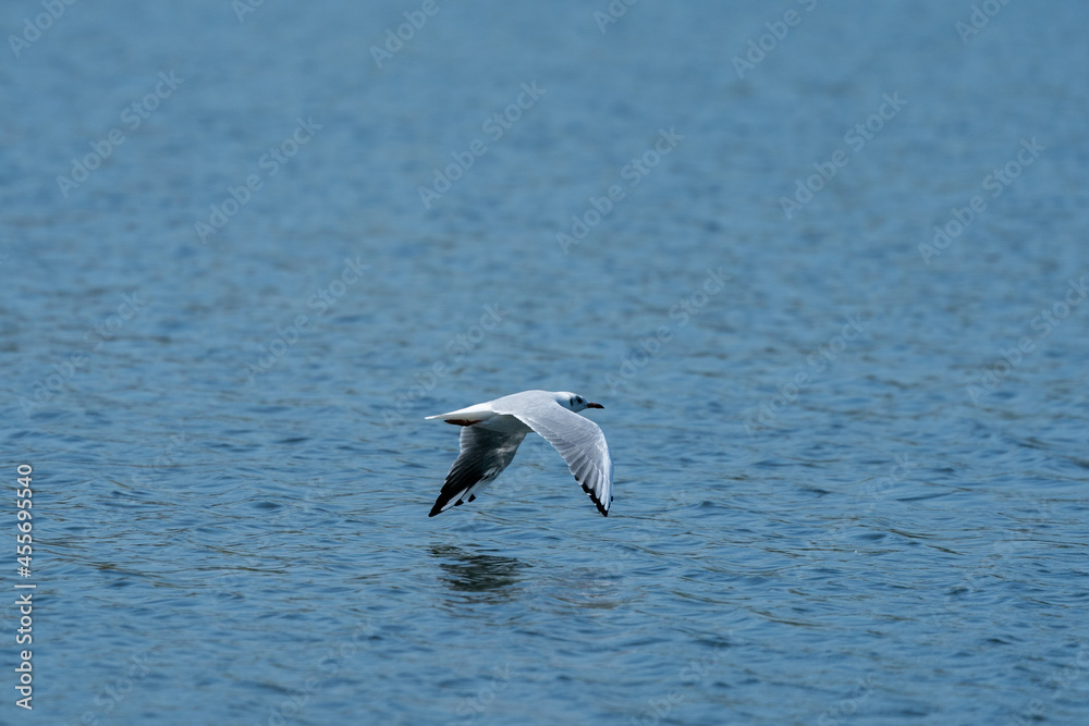 black headed gull