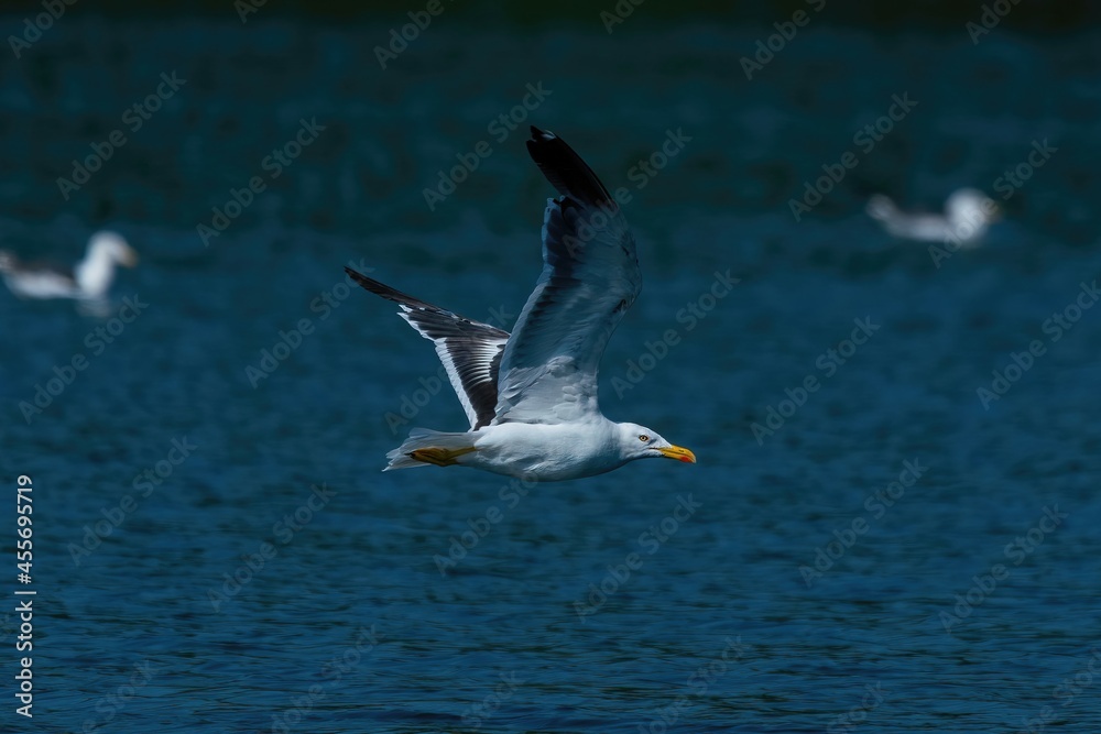 Fototapeta premium seagull in flight