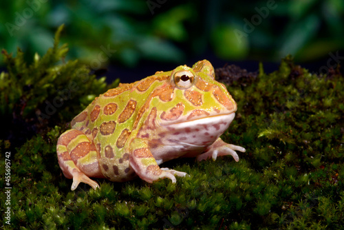 Chacoan horned frog, Pacman-Frog // Schmuckhornfrosch (Ceratophrys cranwelli) photo