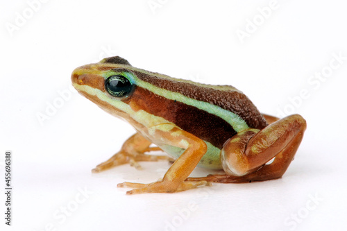 Anthony's poison arrow frog // Dreistreifen-Blattsteiger (Epipedobates anthonyi) photo