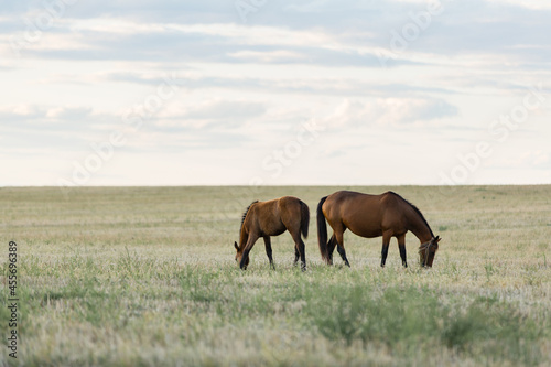 horses graze in a beautiful field