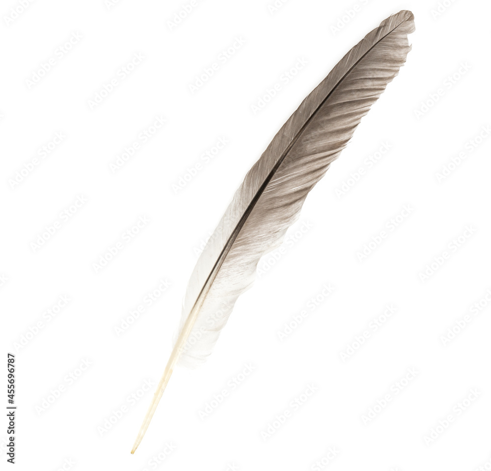 Natural bird feathers isolated on a white background. Big goose feathers.