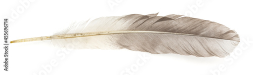 Natural bird feathers isolated on a white background. Big goose feathers.