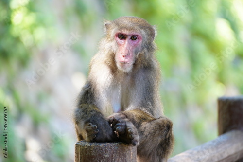 portrait of a macaque © cat