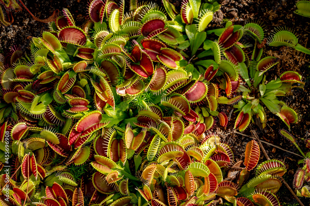 Obraz premium Venus flytrap in garden bed. Dionaea muscipula. Exotic tropical plant.