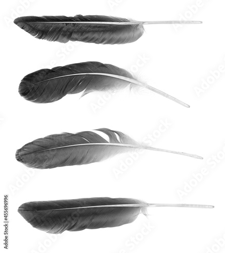 Natural bird feathers isolated on a white background. Black big goose feathers. photo