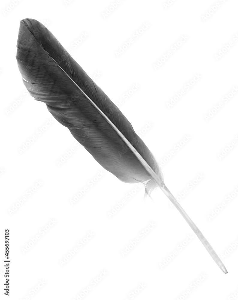 Natural bird feathers isolated on a white background. Black big goose feathers. Natural bird feathers isolated on a white background. Black big goose feathers.