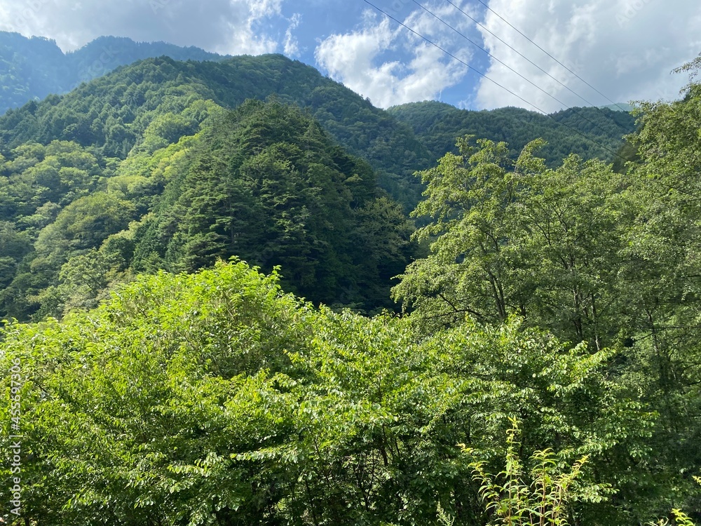 green forest in the mountains green forest in the mountains