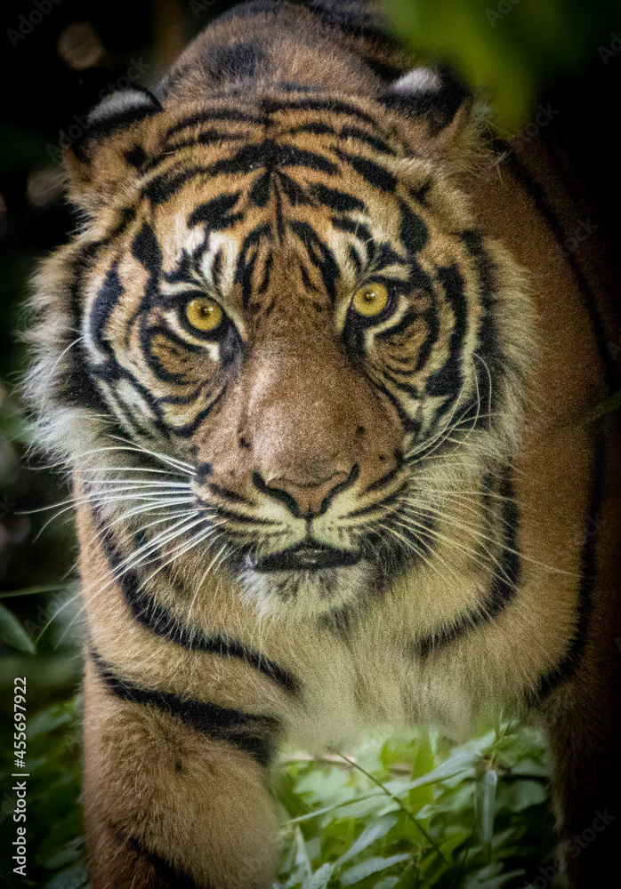 Fototapeta premium Portrait of a young tiger in the jungle