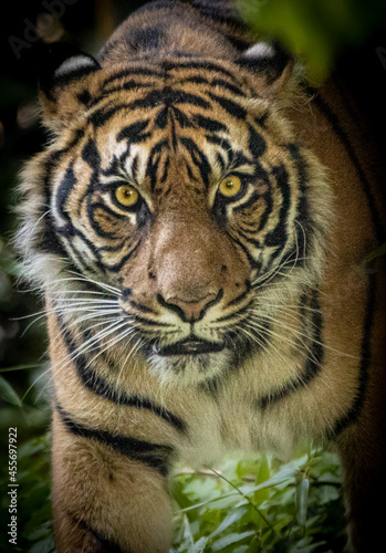 Portrait of a young tiger in the jungle