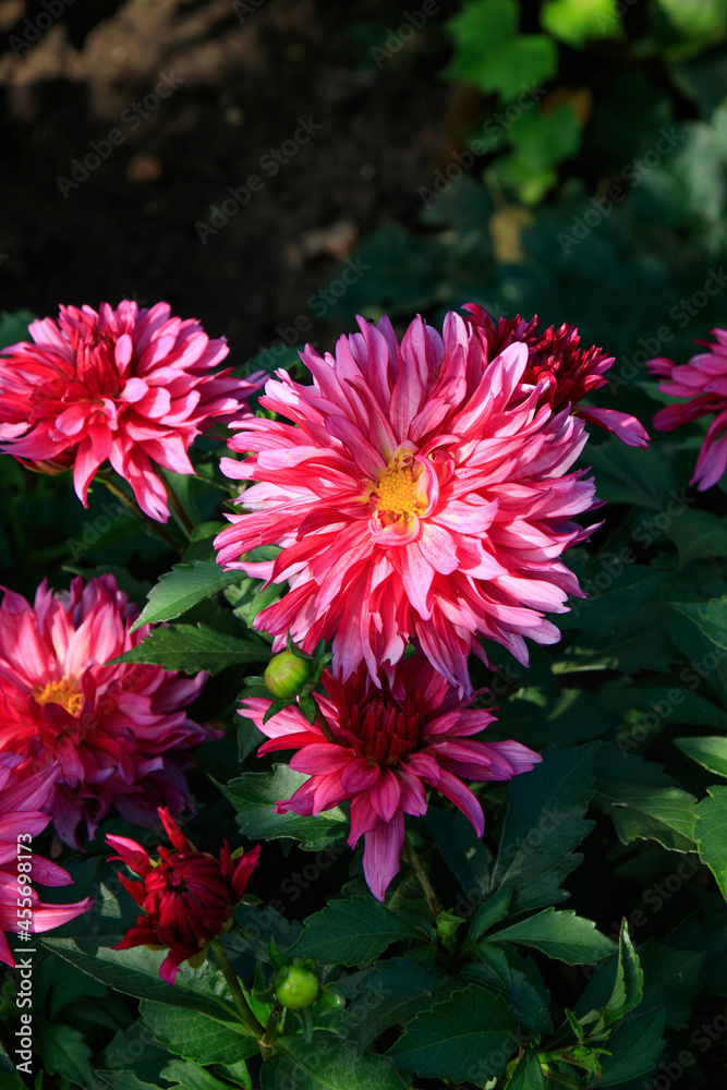 A cerise pink, double dahlia of the ‘Gallery Art Nouveau’ variety