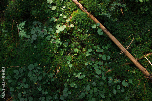 Obraz na plátně Green forest moss background