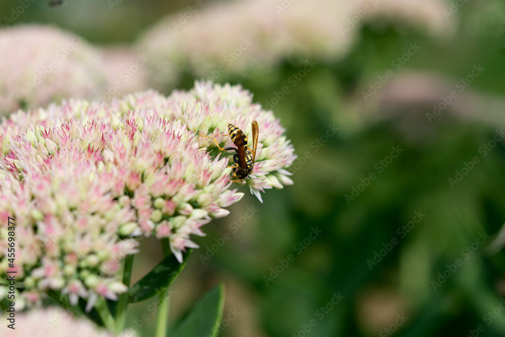 Wasp on beautiful white-pink decorative garden plant. Sedum (Sedum spectabile) at summer sunny day. Wasp on beautiful white-pink decorative garden plant. Sedum (Sedum spectabile) at summer sunny day.