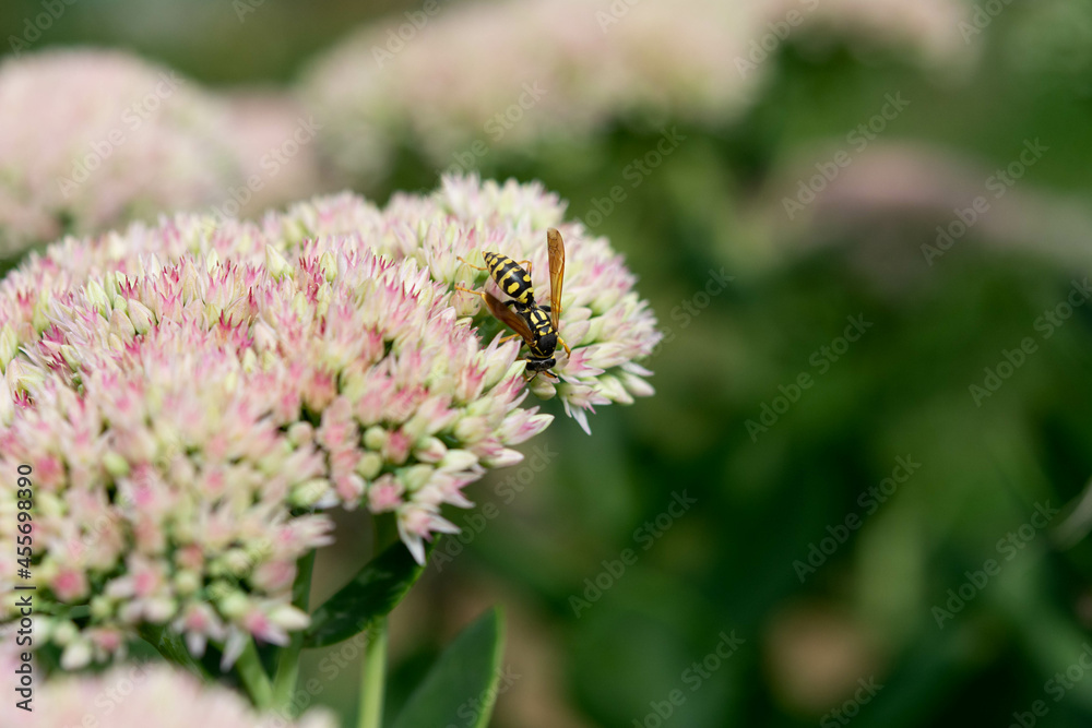 Wasp on beautiful white-pink decorative garden plant. Sedum (Sedum spectabile) at summer sunny day. Wasp on beautiful white-pink decorative garden plant. Sedum (Sedum spectabile) at summer sunny day.