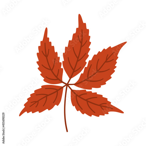 Virginia creeper autumn leaf on white background. Warm colors of fall, vector illustration in red color for design.