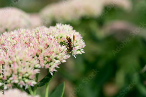 Wasp on beautiful white-pink decorative garden plant. Sedum  Sedum spectabile  at summer sunny day.