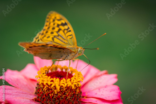 The dark green fritillary butterfly collects nectar on rose Zinnia flower. Speyeria aglaja, previously known as Argynnis aglaja is a species of butterfly in the family Nymphalidae. photo