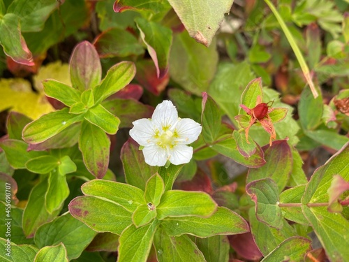 white flower