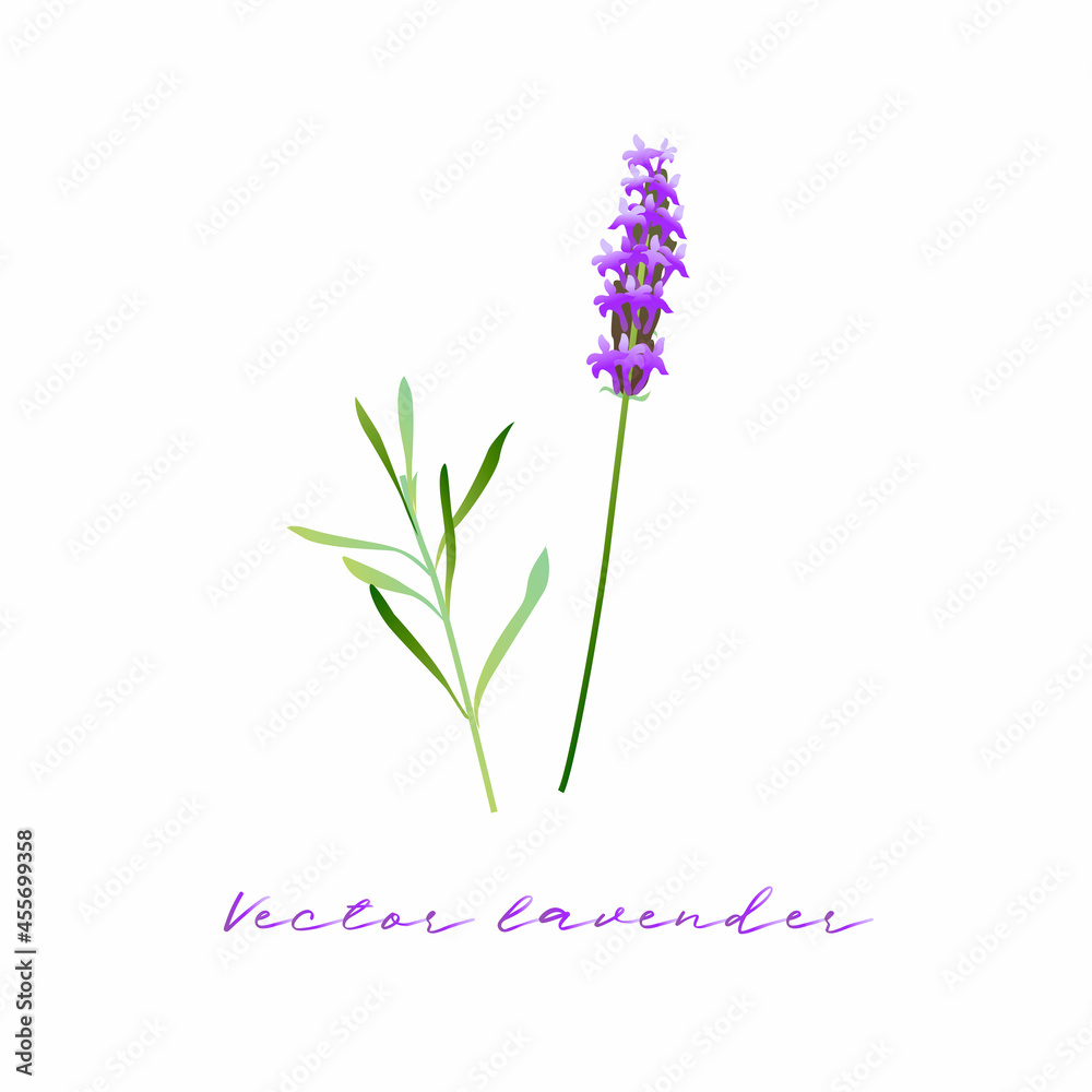 Obraz premium Vector image of lavender flower and leaves