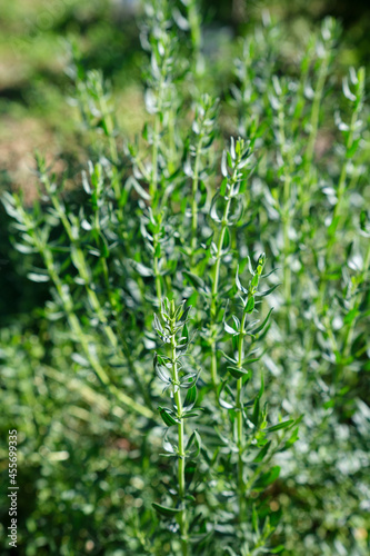 Rosemary herb plants in the garden