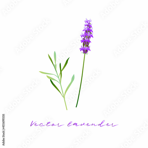 Vector image of lavender flower and leaves