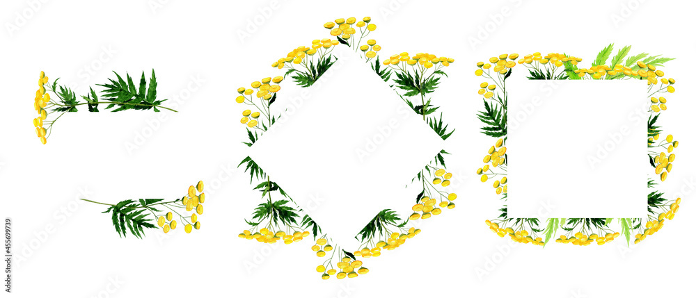 Set of Tansy herbal plant frame isolated on white background. Watercolor hand drawn illustration. Tanacetum vulgare for medical design. Copy space.