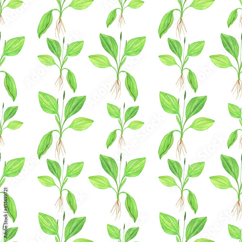 Plantain green plant in seamless pattern on white background. Watercolor hand drawing illustration. Perfect for herbal backdrop, textile, digital paper.