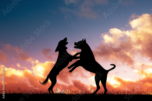 Foto fighting dogs at sunset