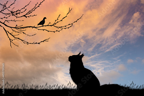 cat looking the pigeon on branch © adrenalinapura