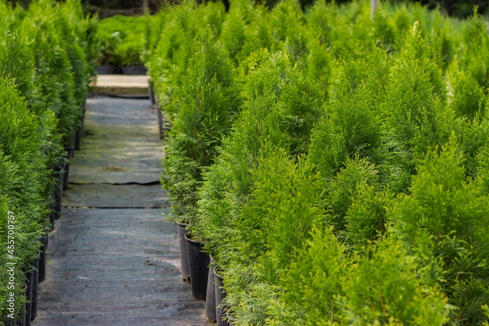 Gardener's path between green saplings of thuja western smaragt Gardener's path between green saplings of thuja western smaragt