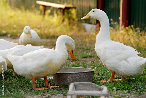 Eating geese on farmyard