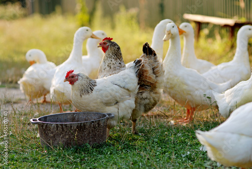 Eating geese on farmyard