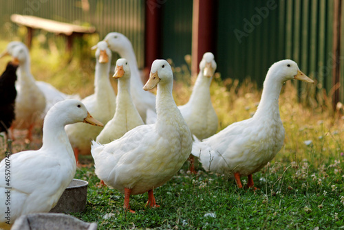 Eating geese on farmyard
