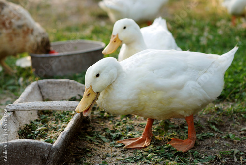 Eating geese on farmyard