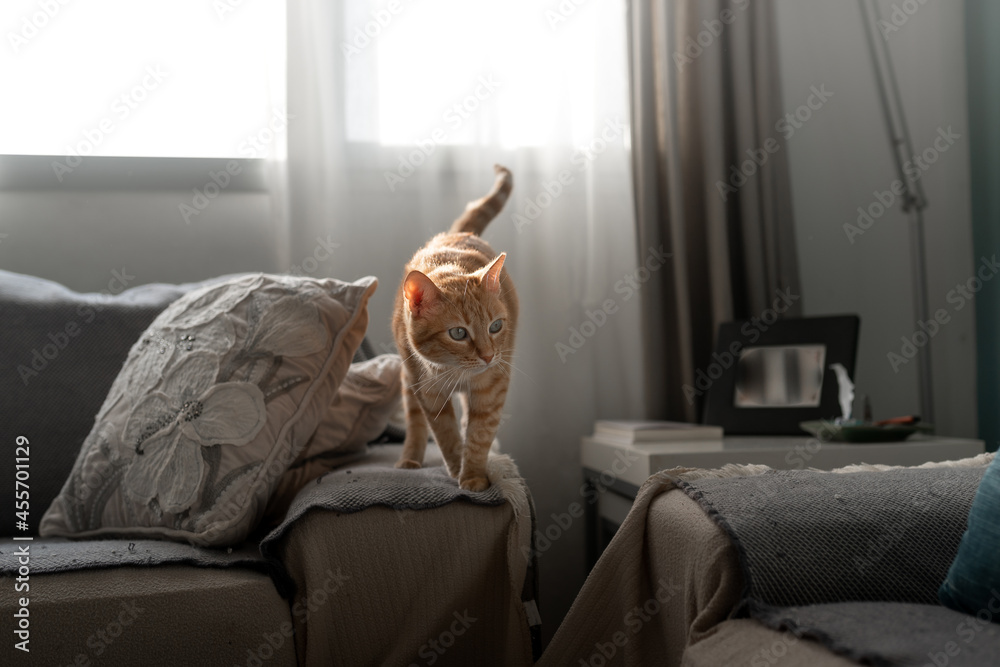 brown tabby cat standing on a gray sofa under the window
