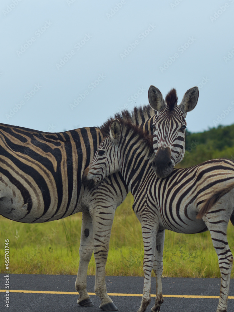 Fototapeta premium zebra in zoo