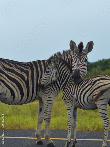 zebra in zoo © Pavel