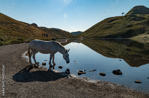 I cavalli liberi al lago Scaffaiolo photo