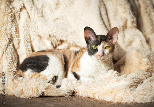 Canvastavla adult Cornish Rex cat sits in a warm fur blanket
