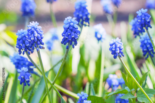 Beautiful blue flowers of muscari. Viper onion or Mouse hyacinth. Selective focus