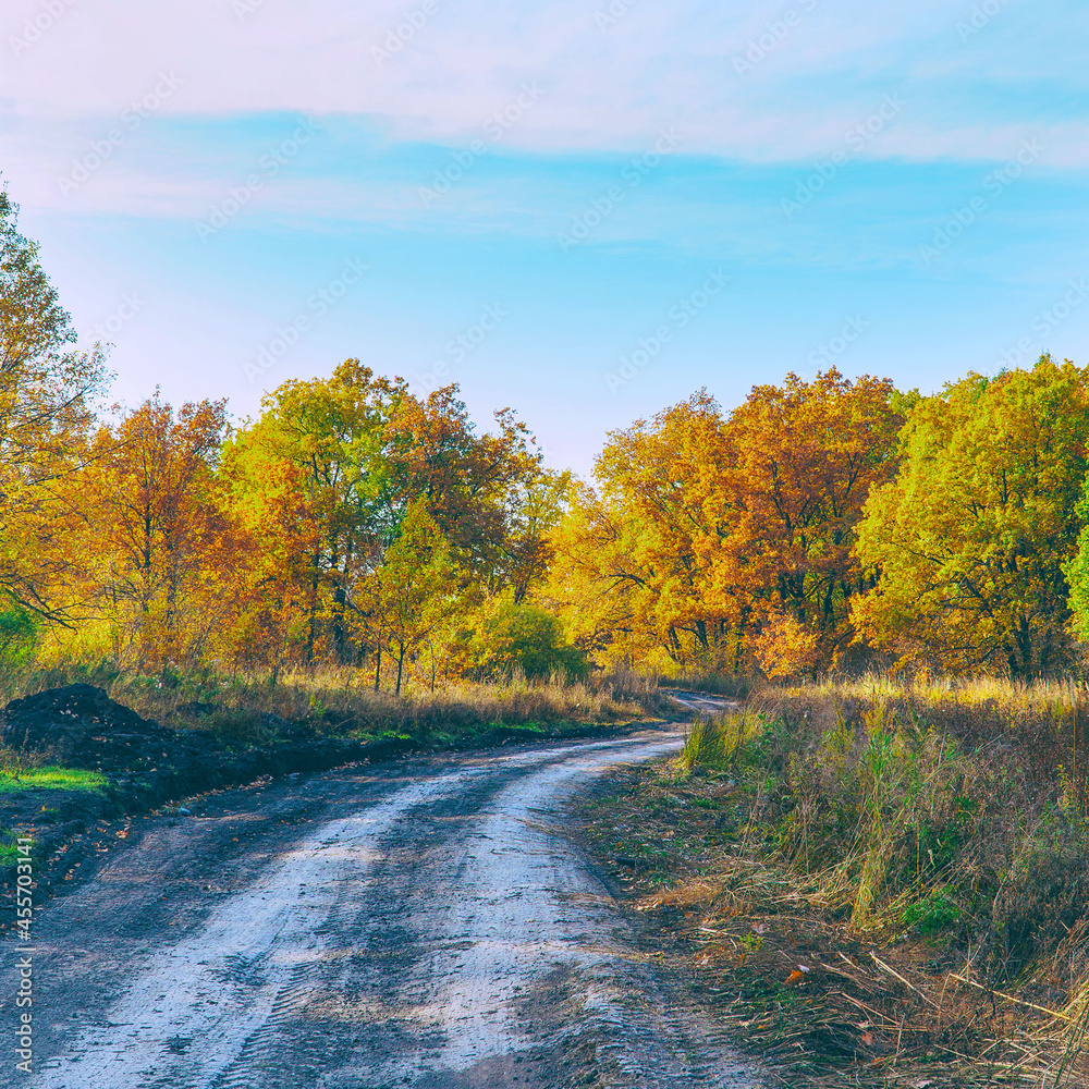 Fototapeta premium Country forest road in front of a beautiful lush autumn forest with bright yellow and orange leaves. Autumn landscape