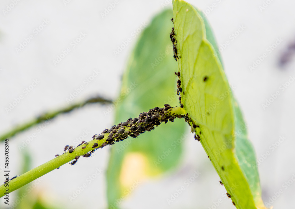 Fototapeta premium A herd of plant louse (aphid) on a green leaf