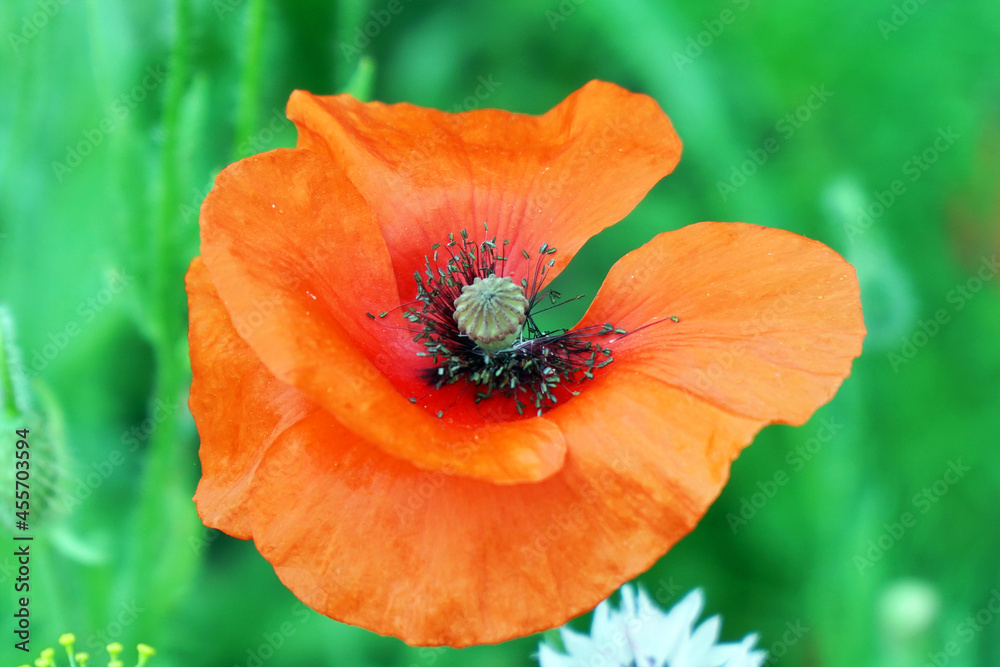 Red poppy flower on the garden bed. Top view Red poppy flower on the garden bed. Top view