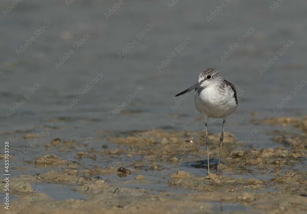 Common Greenshank at Busaiteen coast, Bahrain Common Greenshank at Busaiteen coast, Bahrain