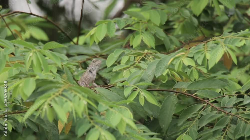 closeup shot of a oriental garden lizard in nature closeup shot of a oriental garden lizard in nature