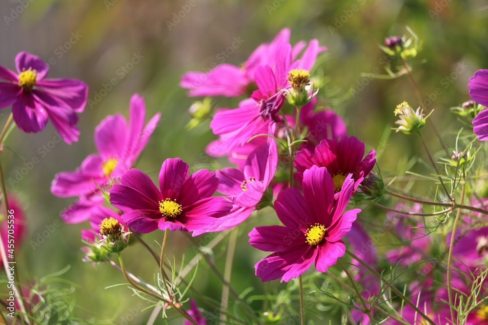 Cosmos Cosmos